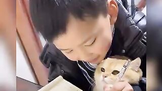 Funny Cats