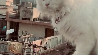 cute cat on top the house