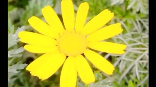 Yellow flower