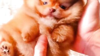 How WOULD YOU Rate this PUPPY ????