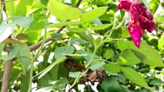 Beautiful Colorful of Earth| #nature | #naturelover | #short