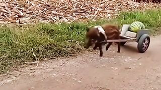 Most funny see must