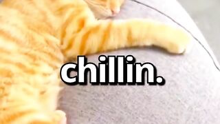 HAVE YOU EVER Seen a CAT do THIS ????