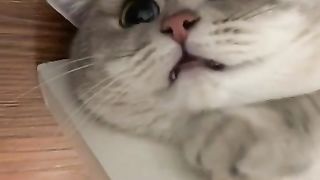 Cat is not well - Cat Videos