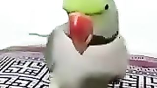 Bolny wala parrit