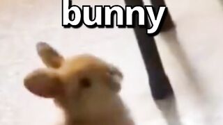 HAVE YOU EVER seen a BUNNY do this ????