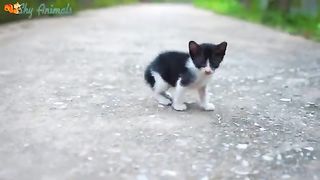 Nicecat