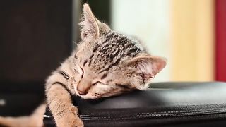 Cat Rest Time