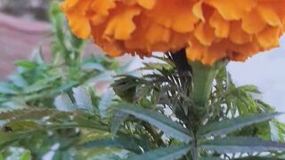 A Bouquet of Beauty: The Majesty of Flowers || Flower Lovers