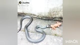 Snack Eating a Frog