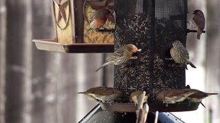 Sparrows Eating Bird Seeds