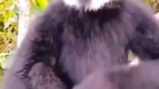 Funny Animal Videos 2022 ???? - Funniest Cats And Dogs Videos ???????? #29