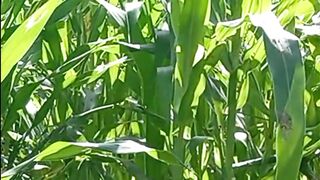 Brain Calming Nature | #short | #nature