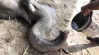 How Elephant drink water watch