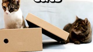 Which CAT do YOU THINK is COMFIER ????