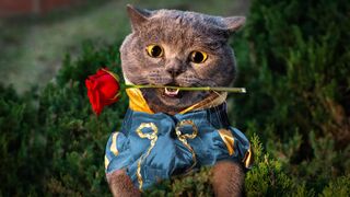 Romeow & Juliet.