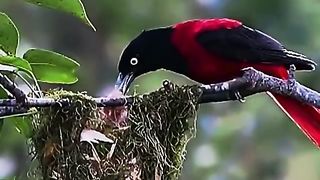 #Beautiful birds#in world#febspot#