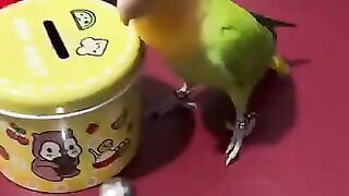 This parrot will amaze you ????