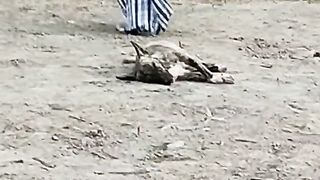 Prank On dogs Gone wrong