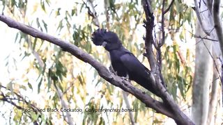 Cockatoos of Australia beautiful bird beautiful voice