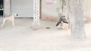 Pranks on dog Gone wrong funny dog video