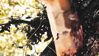 Animals Very dangerous video