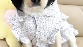 Funny dog video prank On dogs Gone wrong funny dog video
