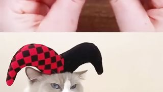 That little puff tiktok compitition |  super chif cat P2