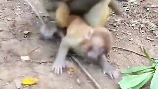 Monkey teaches her baby not to accept food from strangers..????
