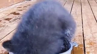 Funny Baby Bear playing #pet #lovely #funnyanimal