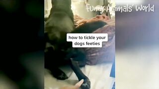Funny animals vedio.