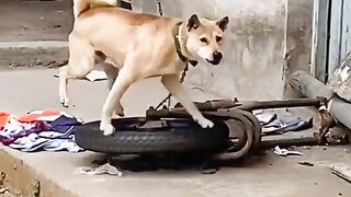 Funniest & Cutest Labrador Puppies #2 - Funny Puppy Videos 2020