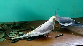 Happy Cockatiel singing and playing
