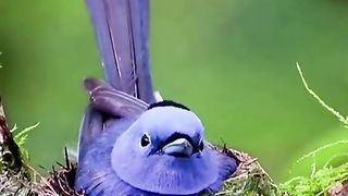 Beautiful video