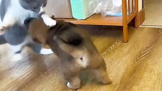 Funniest Dogs And Cats Videos ???? - Best Funny Animal Videos 2022???? #13