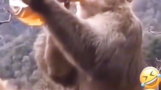 Funny monkey