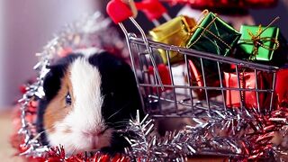 cute little rabbit