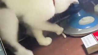 #funnycats #funny animal #smartanimals
