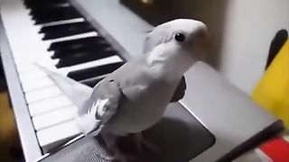 a parrot)