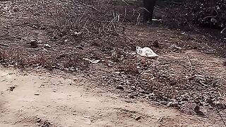 Dog attack on cat for hunting