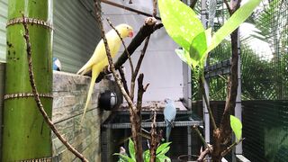 Beautiful birds video | zobiya 2023