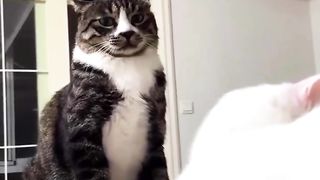 DO YOU FEEL bad for this CAT ???? _