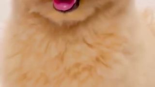 What DO YOU THINK of this DOG ????