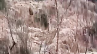 Snow falling |snowy weather|beautiful snow falling|