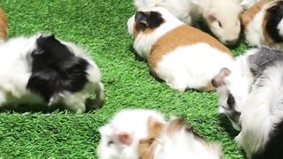 lots of rabbits