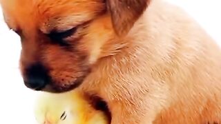 Funny cat and dog reaction animal videos 2023 ????#funnyanimals #cat #catsvideo