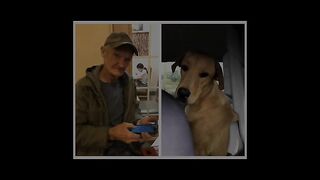 Chocolate dead dogs || chocolate dead dogs
