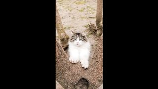 Funny Cute Cats and Kittens Meowing Compilation-3