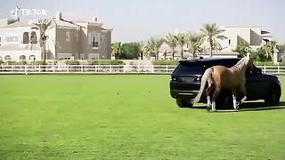 Animal lovers