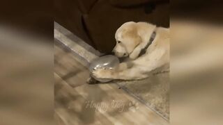 Cats funny/Animal funny